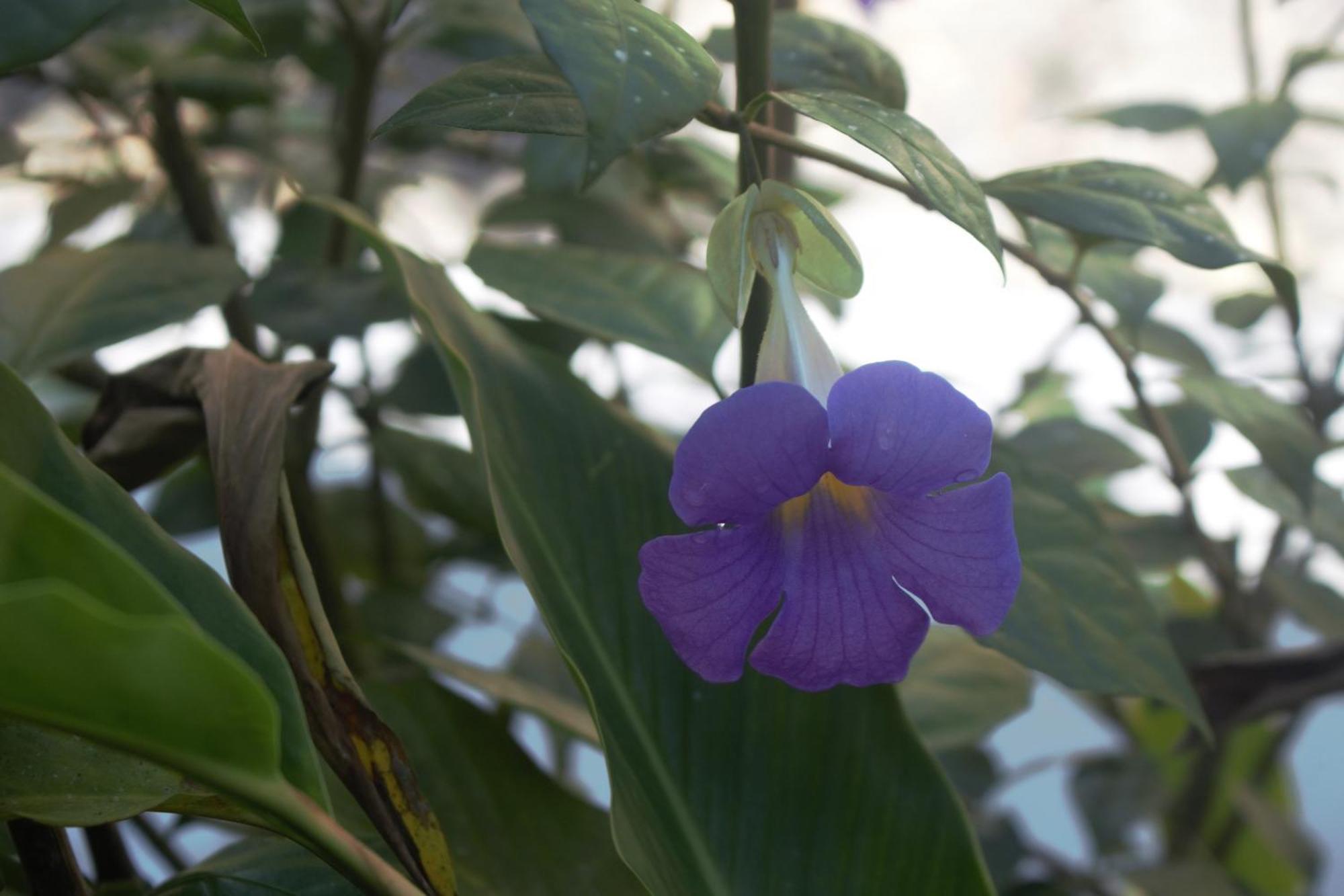 Encanto Arenal Lodge La Fortuna 外观 照片